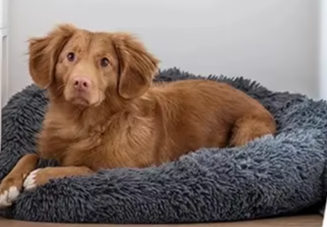 Calming Anti-Anxiety Bed for Dogs & Cats